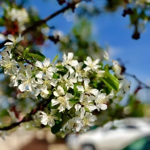 Meet your Posher, Sydney